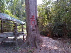 This reads 'Kgom', 'Don't' - don't cut this tree, spirits live here. A left over from ancient animism.